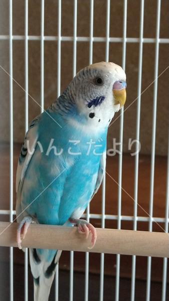 保護鳥の写真