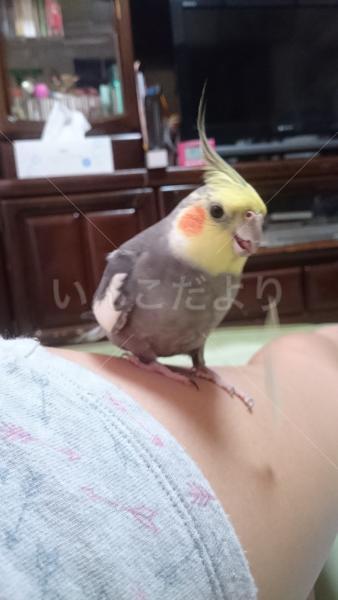 迷い鳥の写真