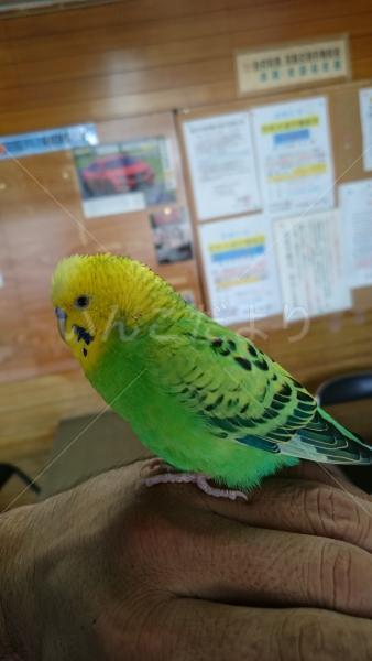 保護鳥の写真