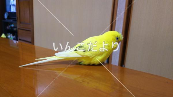 迷い鳥の写真