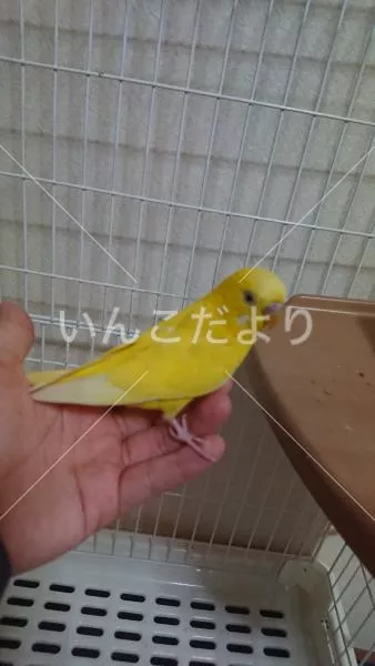 保護鳥の写真