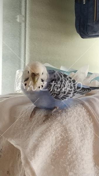 迷い鳥の写真