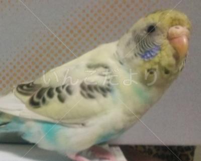 保護鳥の写真