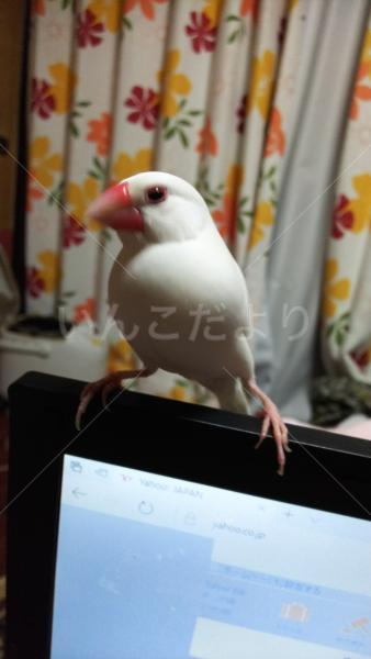 迷い鳥の写真
