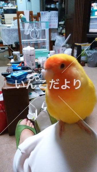 迷い鳥の写真