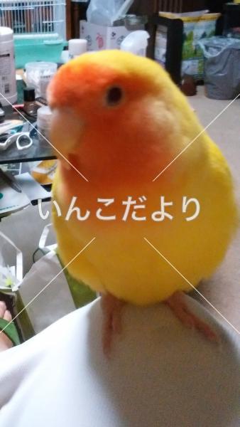 迷い鳥の写真