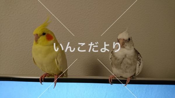 迷い鳥の写真