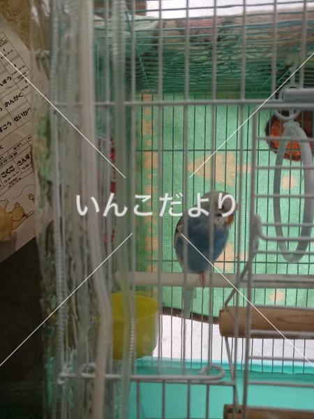 迷い鳥の写真