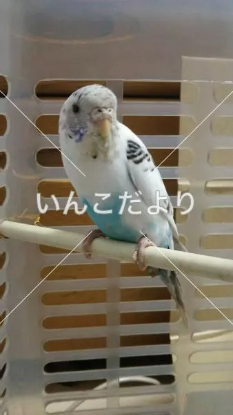 保護鳥の写真
