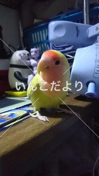 迷い鳥の写真