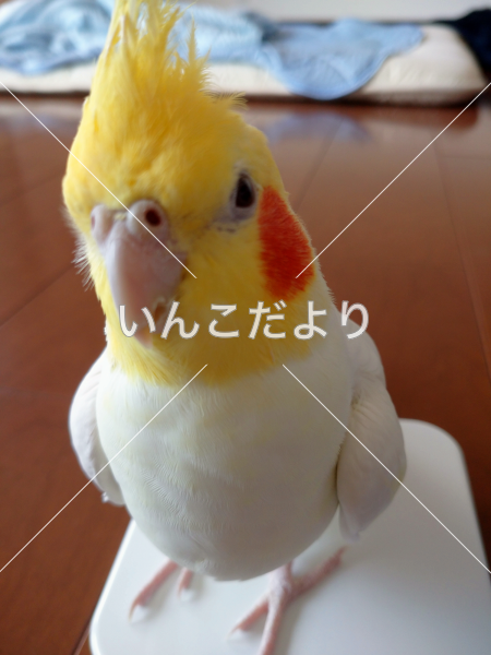 迷い鳥の写真