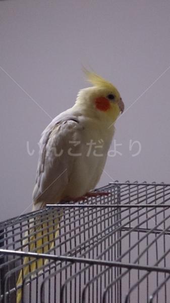 迷い鳥の写真