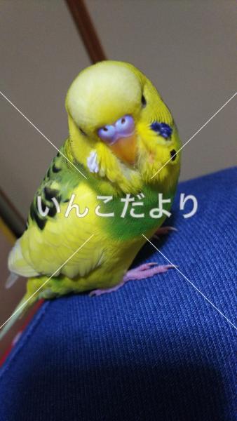 迷い鳥の写真