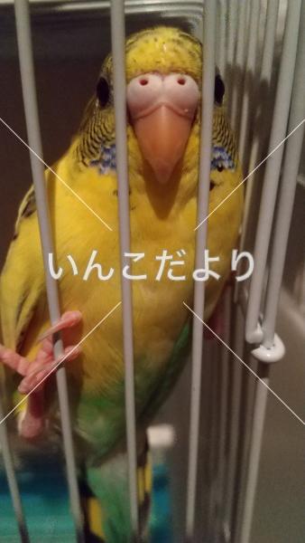 迷い鳥の写真