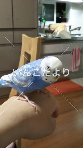 迷い鳥の写真