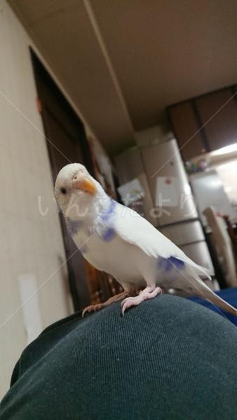迷い鳥の写真