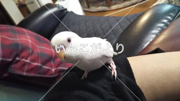 迷い鳥の写真
