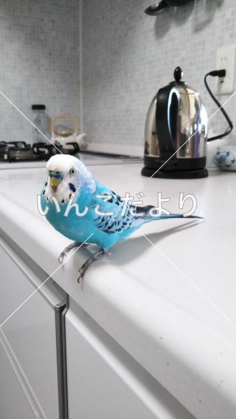 迷い鳥の写真