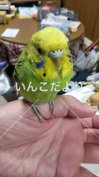 保護鳥の写真