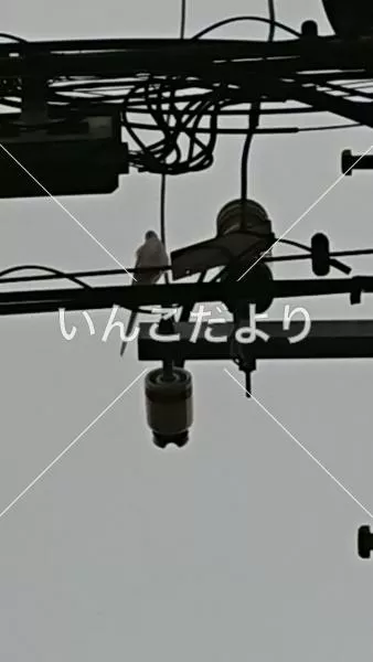 迷い鳥の写真