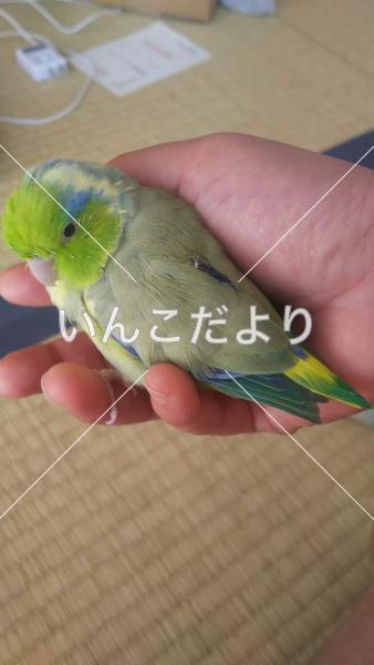 迷い鳥の写真