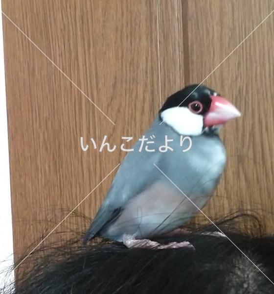 迷い鳥の写真