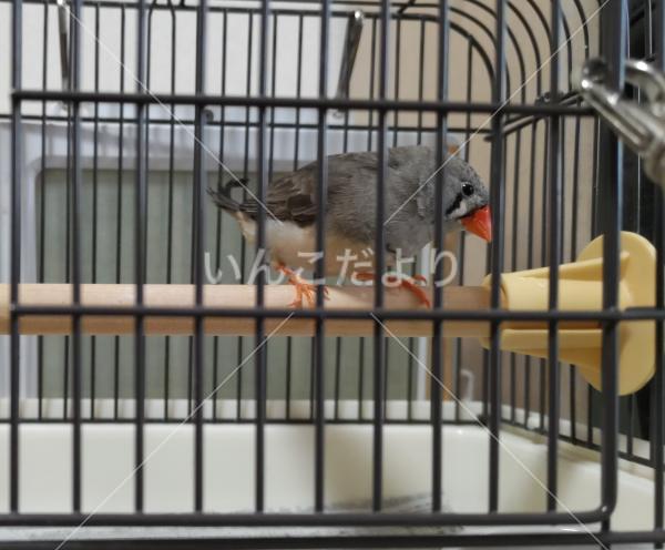 保護鳥の写真