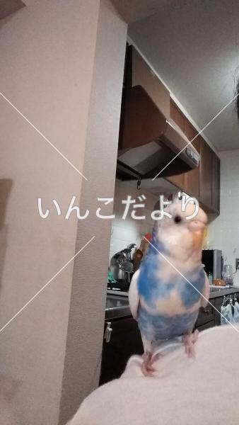 迷い鳥の写真