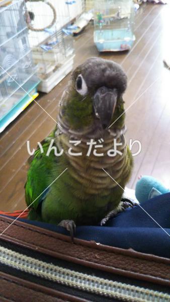 迷い鳥の写真