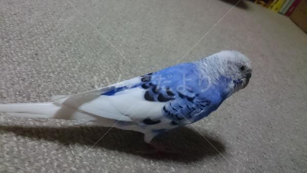 迷い鳥の写真