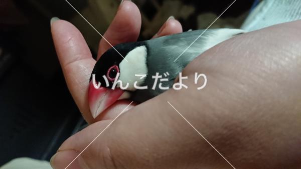 迷い鳥の写真