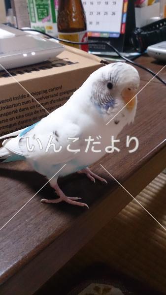 迷い鳥の写真