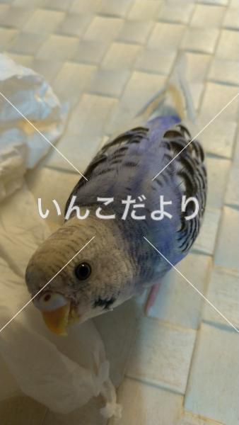 迷い鳥の写真