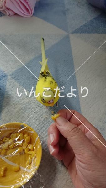 迷い鳥の写真