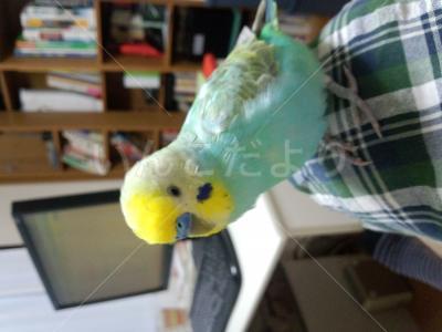 迷い鳥の写真