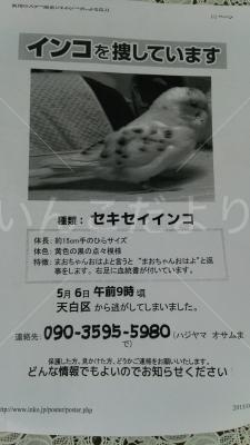 迷い鳥の写真