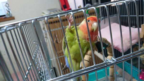 迷い鳥の写真