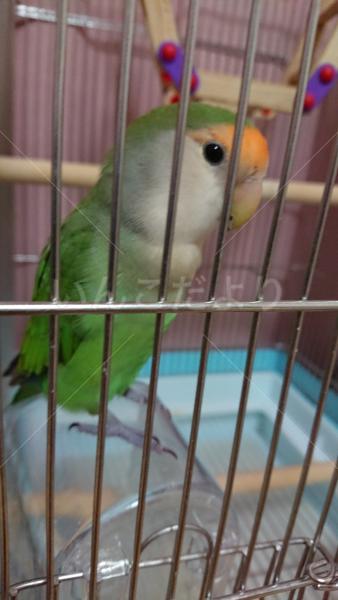 迷い鳥の写真
