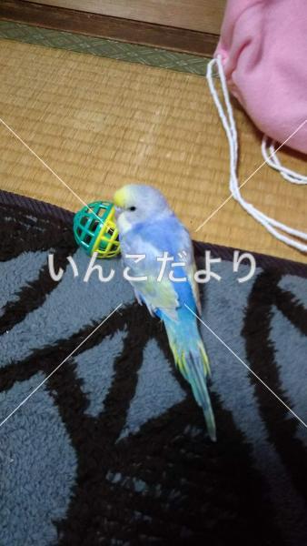 迷い鳥の写真