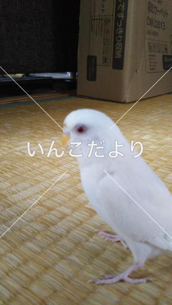迷い鳥の写真