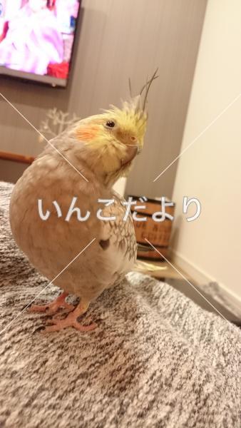 迷い鳥の写真