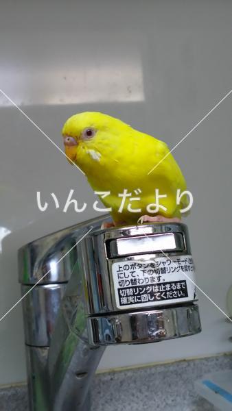 迷い鳥の写真