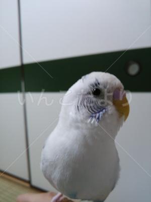 迷い鳥の写真