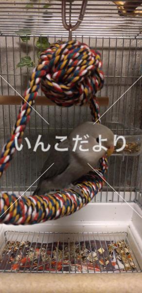 迷い鳥の写真