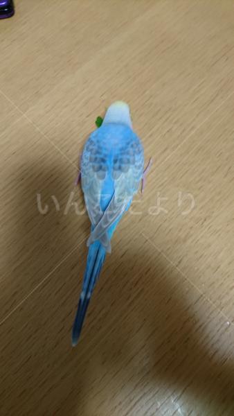 迷い鳥の写真