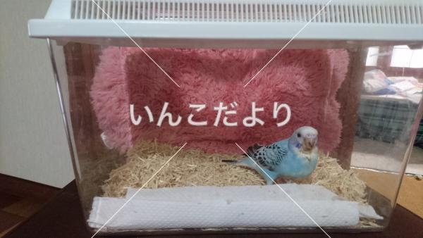 迷い鳥の写真
