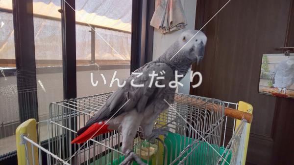迷い鳥の写真