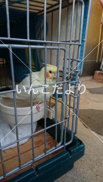 保護鳥の写真