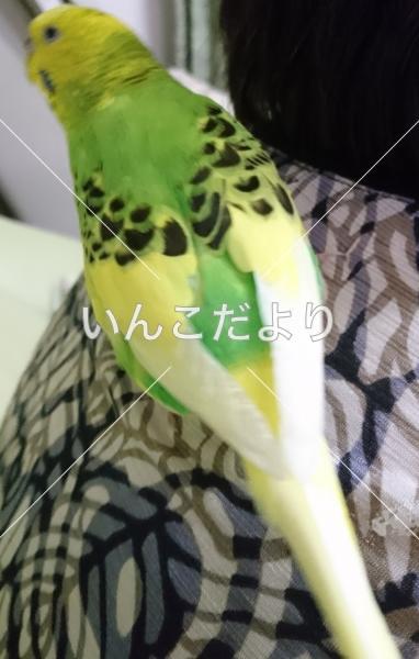 迷い鳥の写真