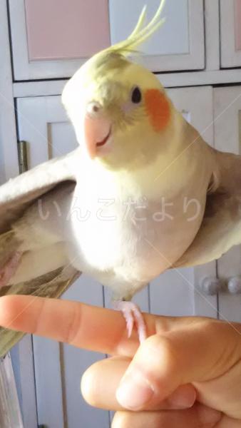 迷い鳥の写真